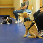 Dog Social