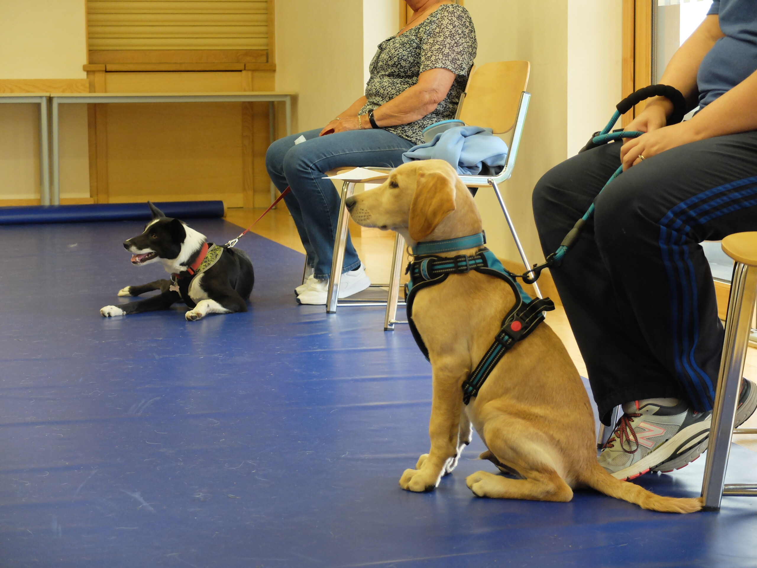 Dog Social