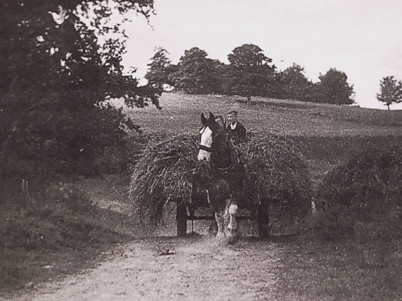 FARM LIFE 01