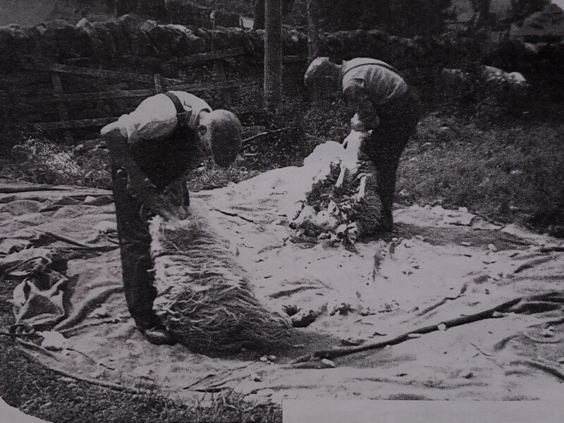 FARM LIFE SHEEP SHEARING BY HAND AT CORSUA johnstonebridge