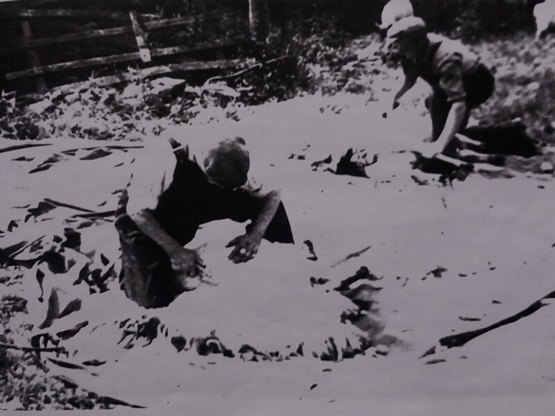 FARM LIFE SHEEP SHEARING BY HAND CORSUA