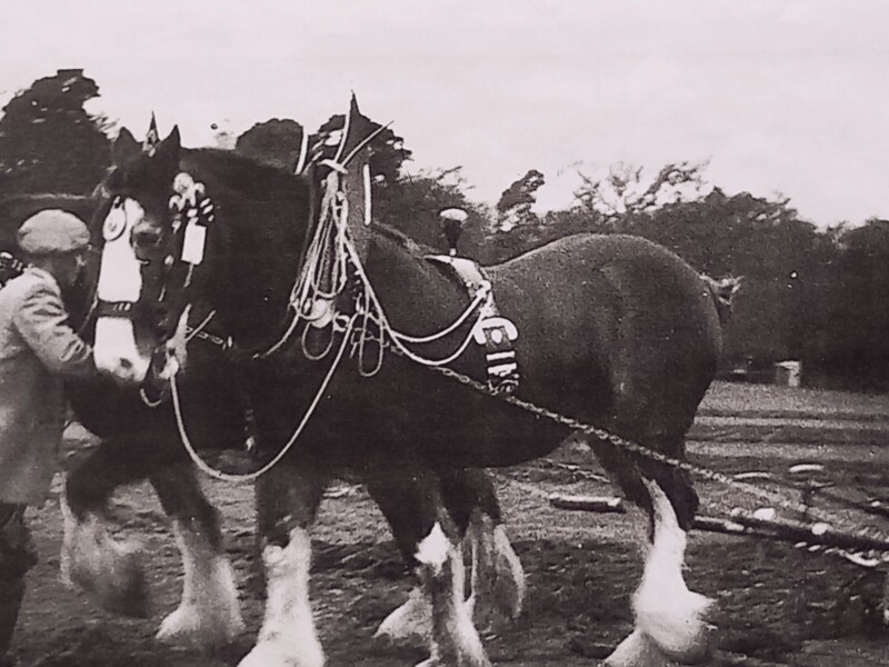 Farm Life. Clydesdale Horse from Panlands with Mr R. Deacon